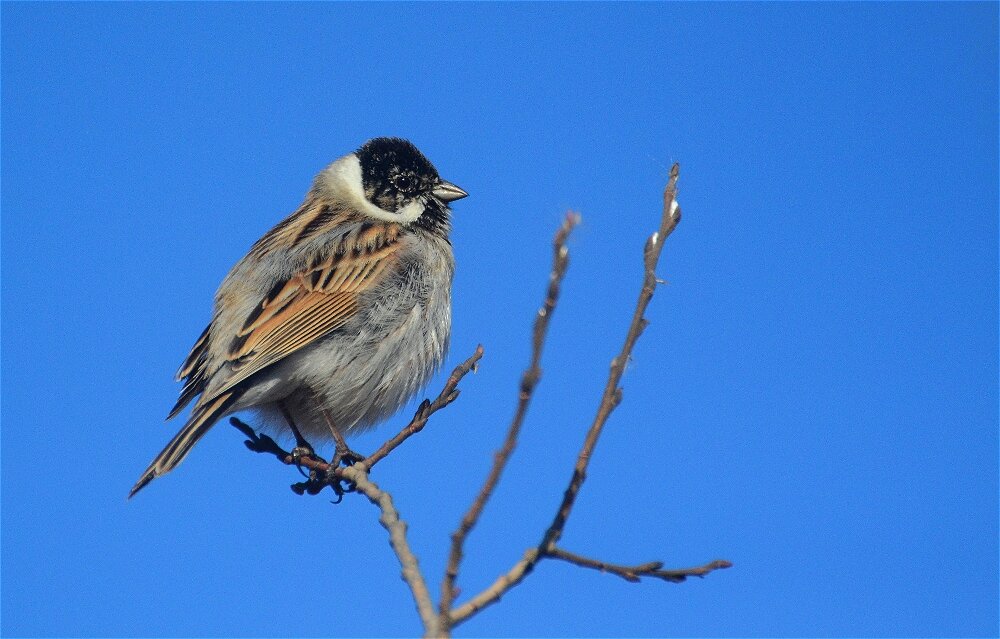 Камышовая овсянка (Emberiza schoeniclus) - Иван 