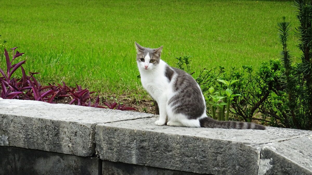 Кошка, которая гуляет сама по себе - Татьяна Р 