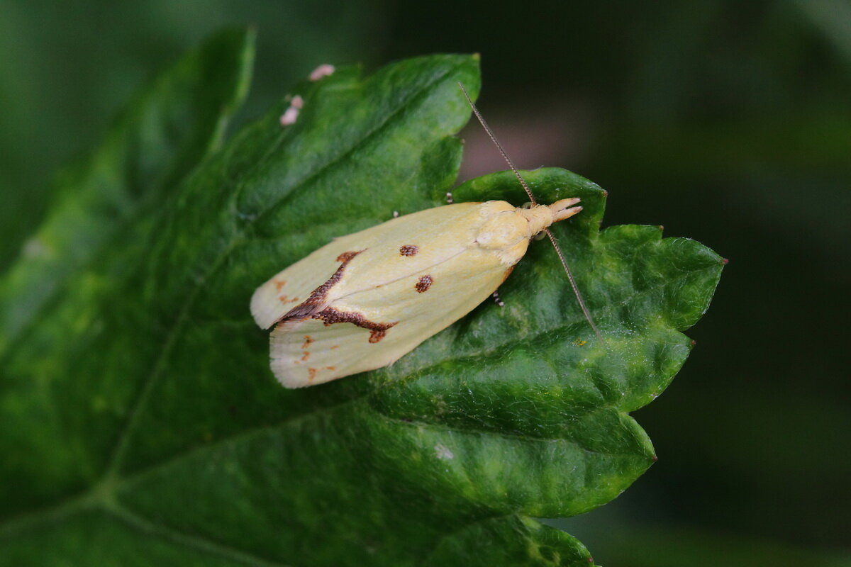 Листовёртка золотистая (Agapeta hamana (Linnaeus, 1758)) - Павел Морозов