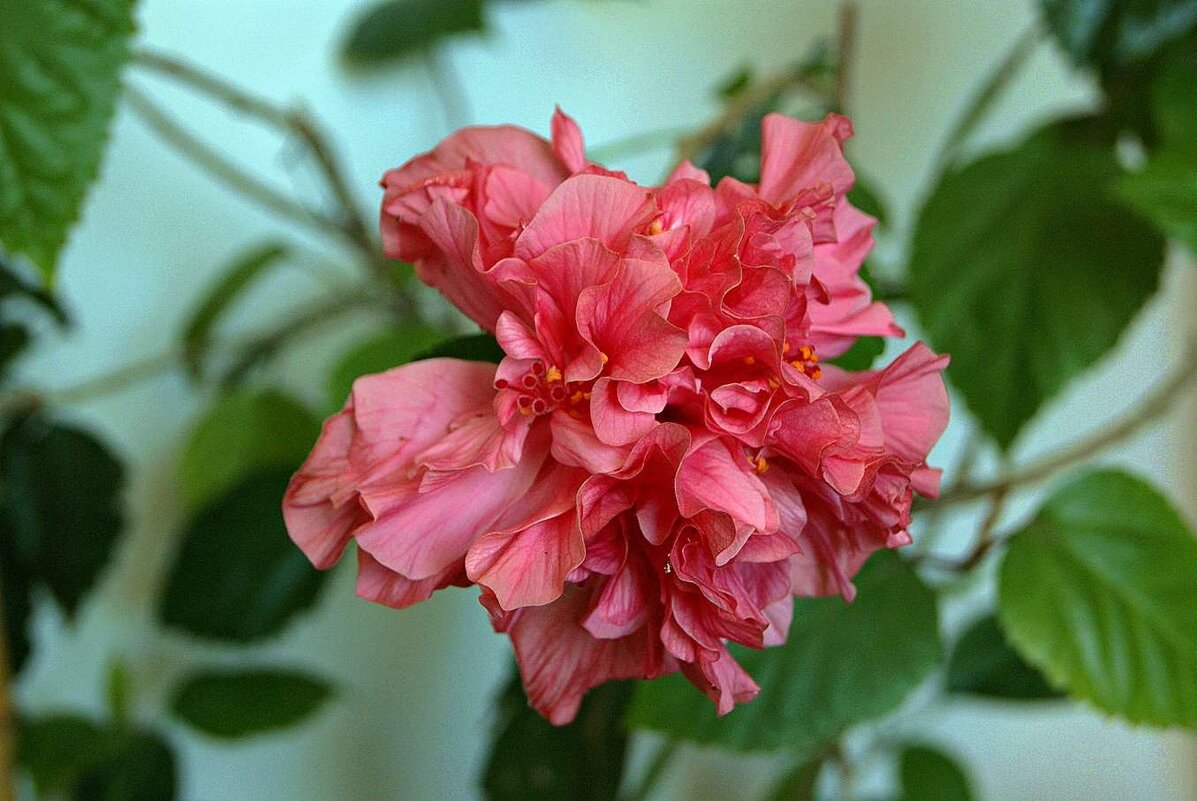 гибискус - Александр Корчемный