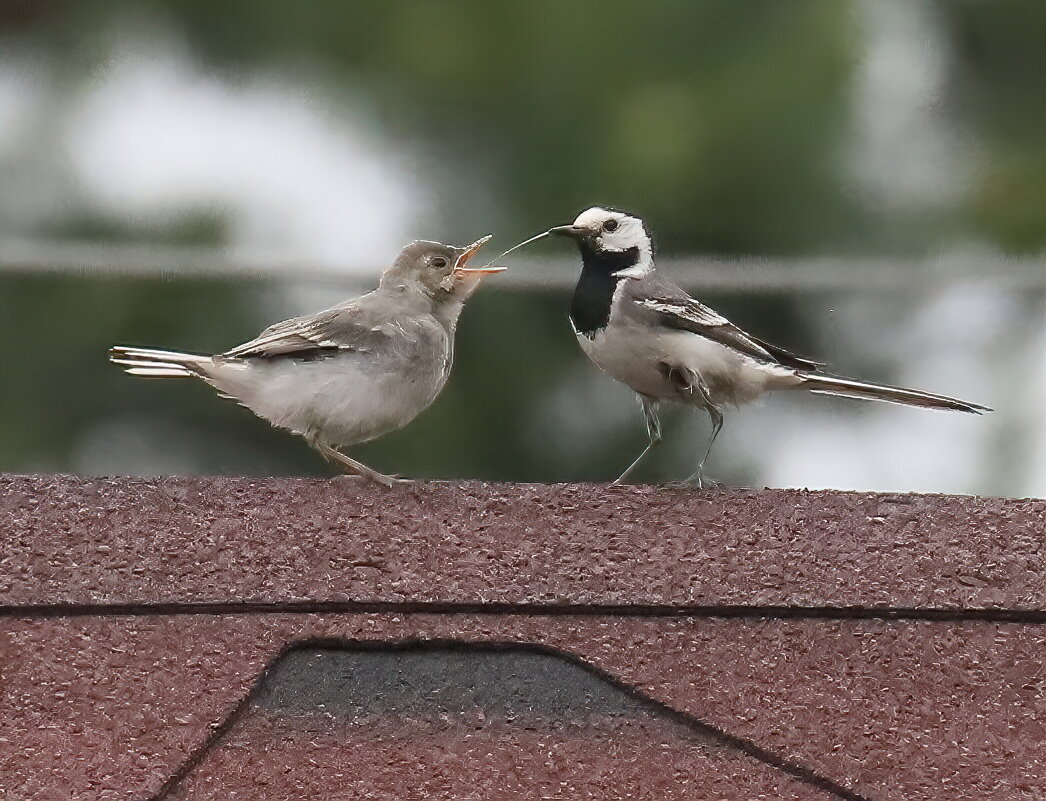 За маму, за папу - Светлана 