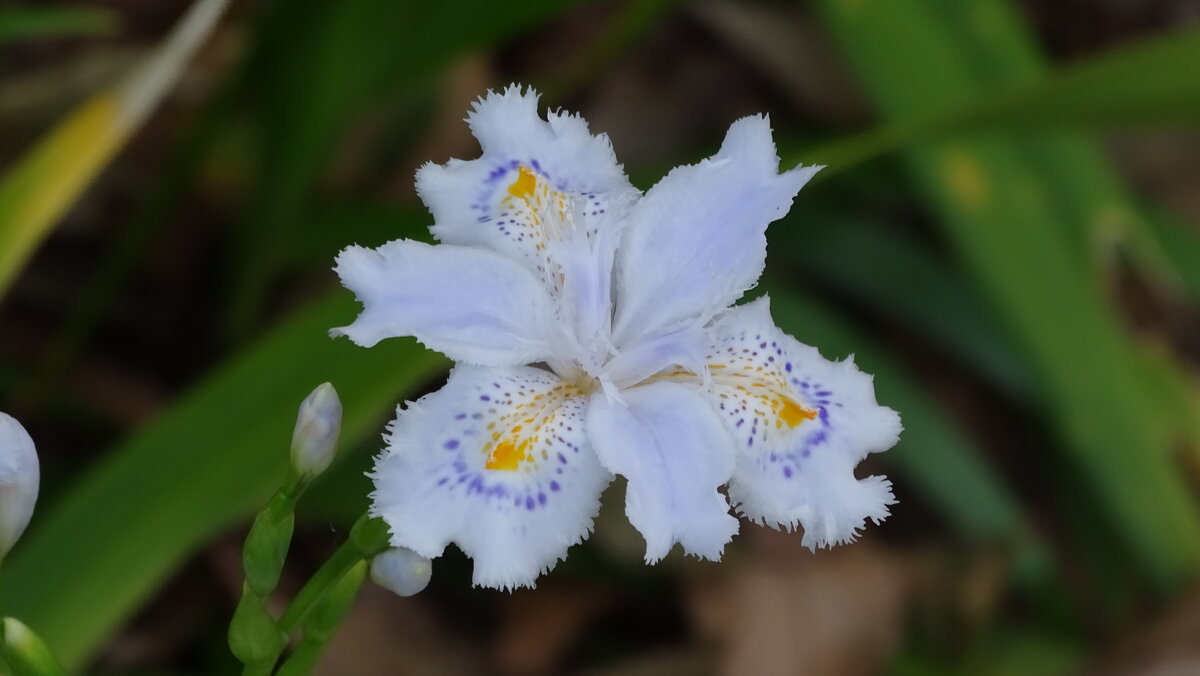 Парк Замка Осаки, Япония - Иван Литвинов Парк Замка Осаки, Япония - Иван Литвинов