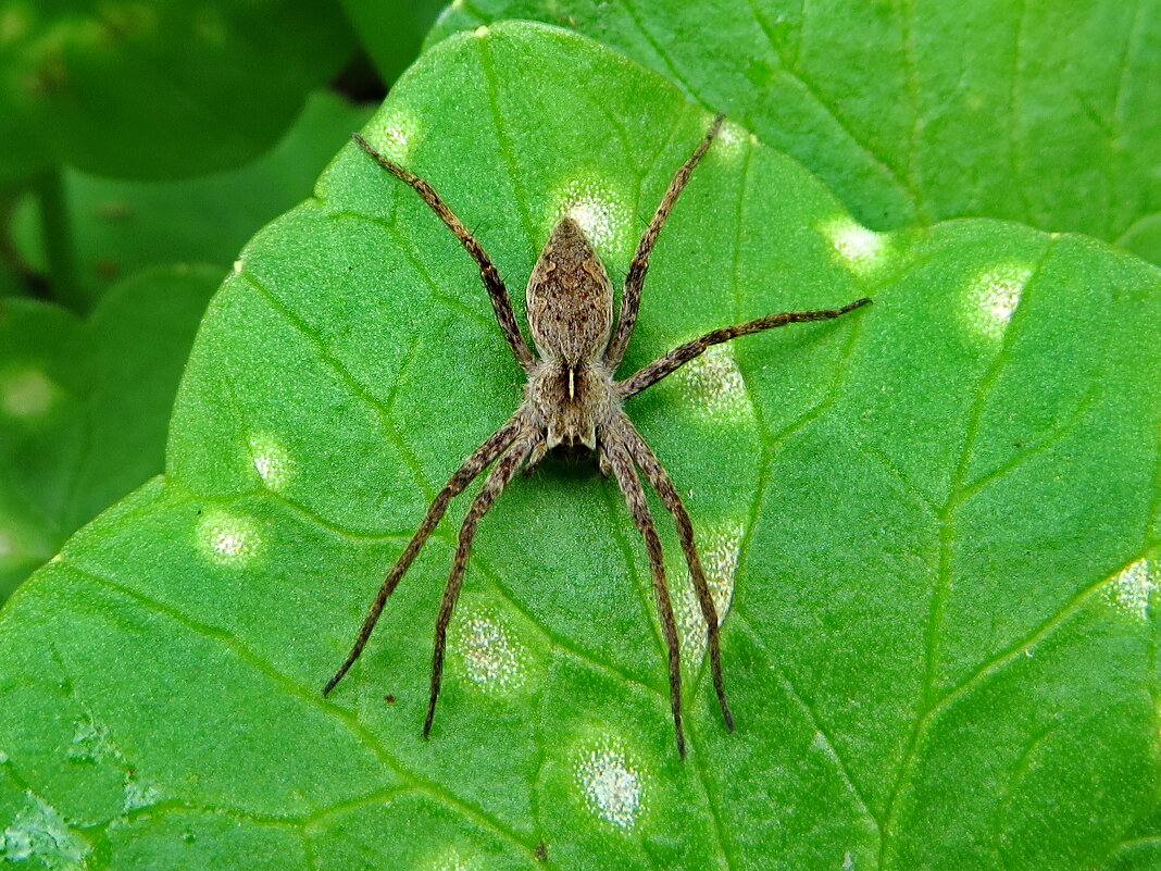 Пизаура удивительная (лат. Pisaura mirabilis) .   самка. - ivan 