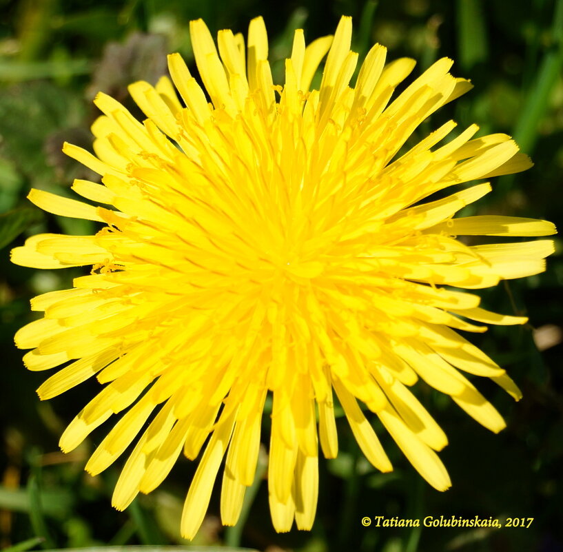 Dandelions. Одуванчики. - Tatiana Golubinskaia