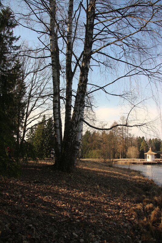 Павловский парк. Март - Наталья Герасимова