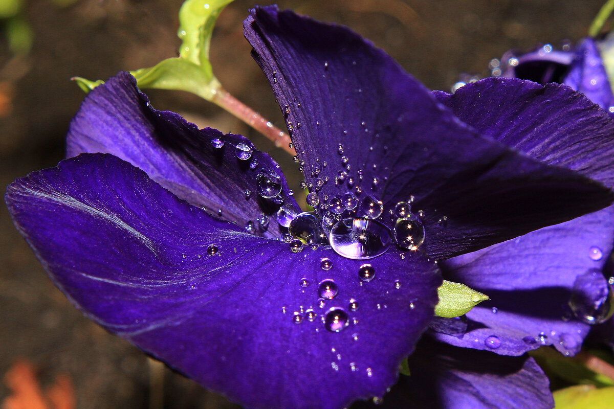 виола IMG_5507 - Олег Петрушин