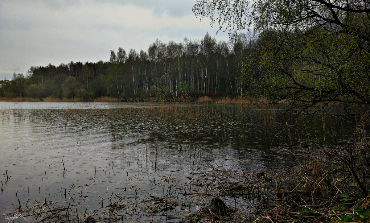 Дождь - Михаил Цегалко