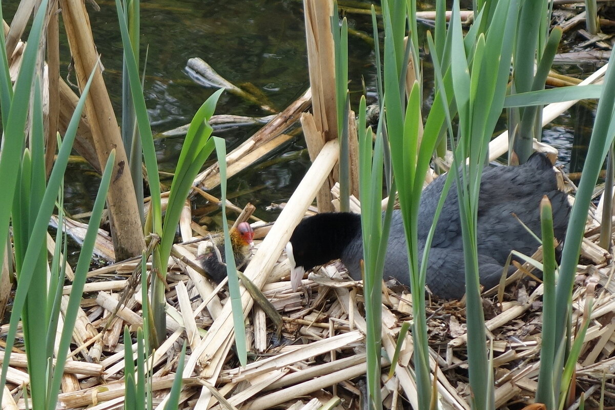 Первенец - Маргарита Батырева Первенец - Маргарита Батырева