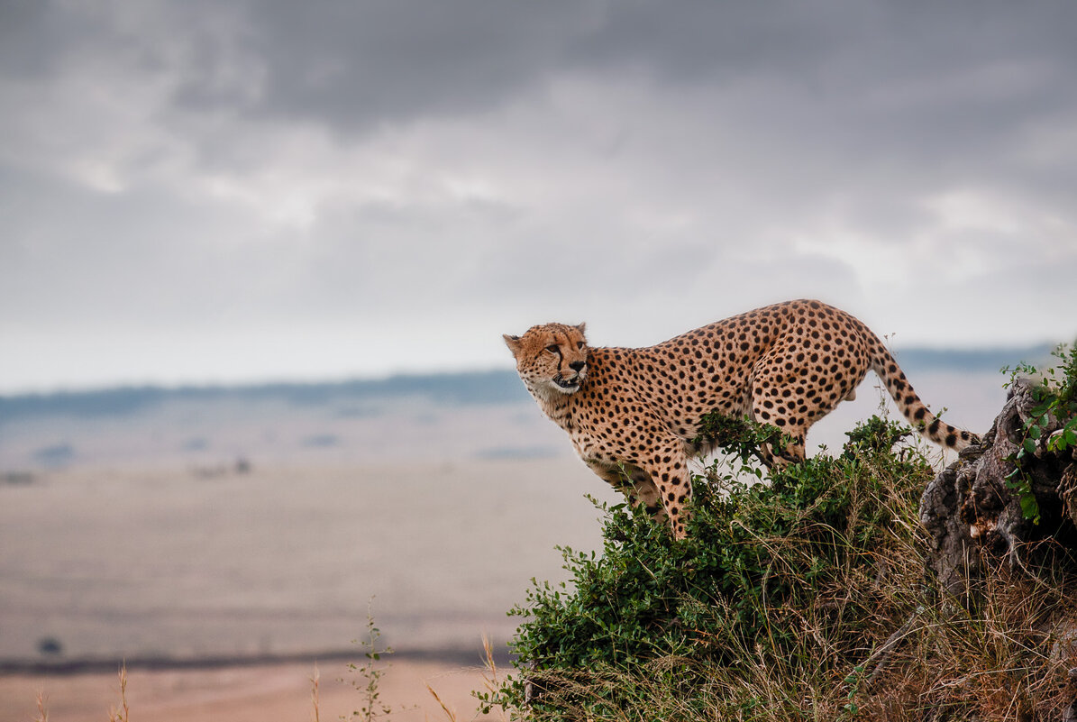 Одинокий охотник...Кения! - Александр Вивчарик Одинокий охотник...Кения! - Александр Вивчарик