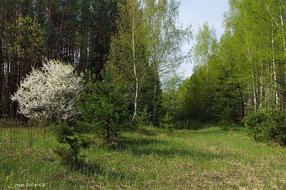 Прислушиваясь к мнению берёзок... - Лесо-Вед (Баранов)