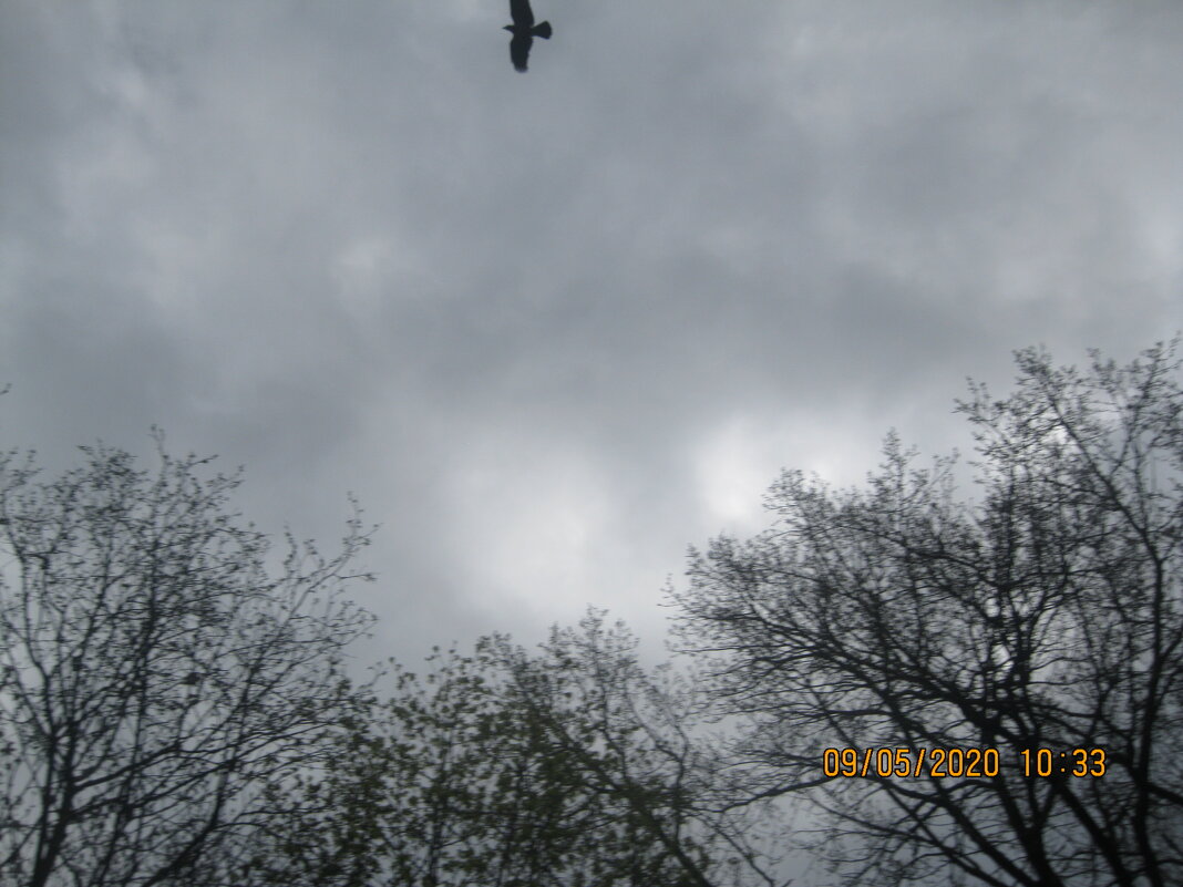 Птица - Maikl Smit