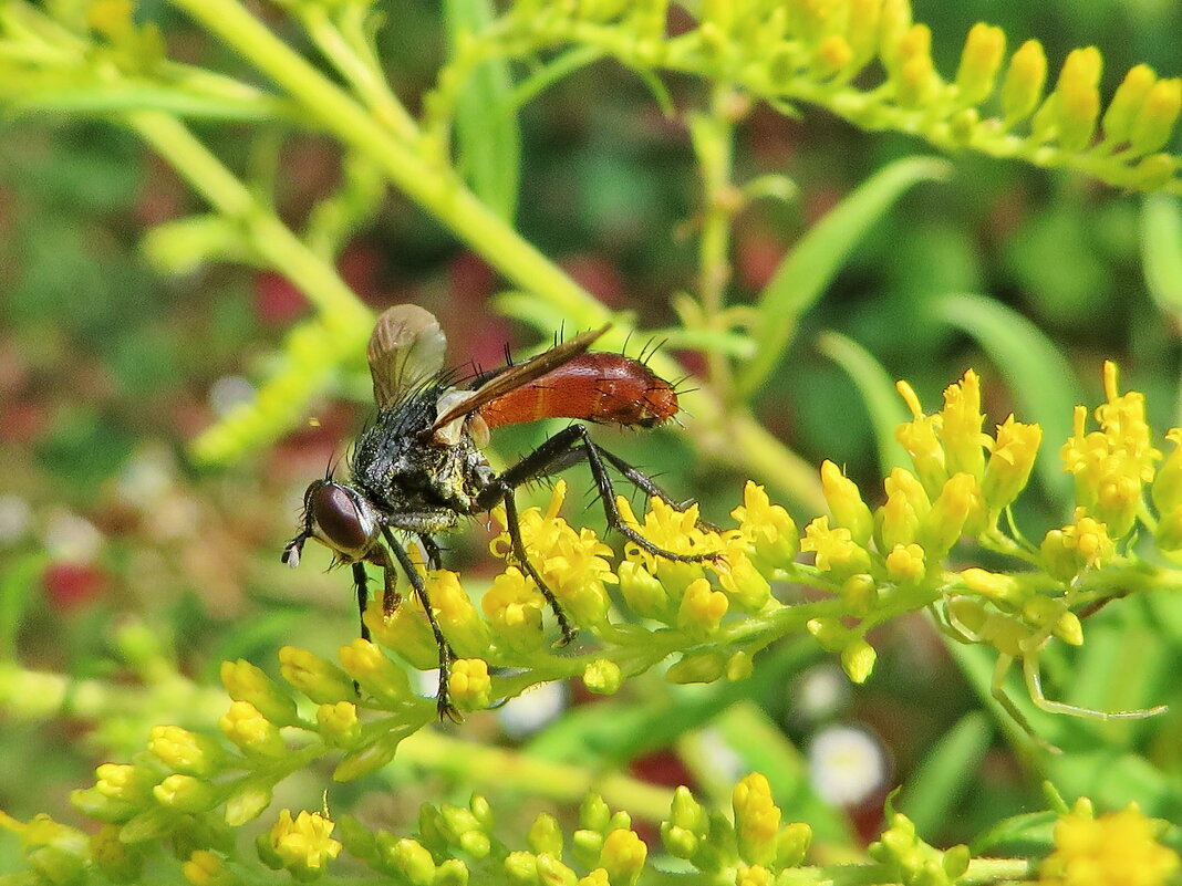 Ежемуха. цилиндромия.      Ежемуха Cylindromyia auriceps. - vodonos241 