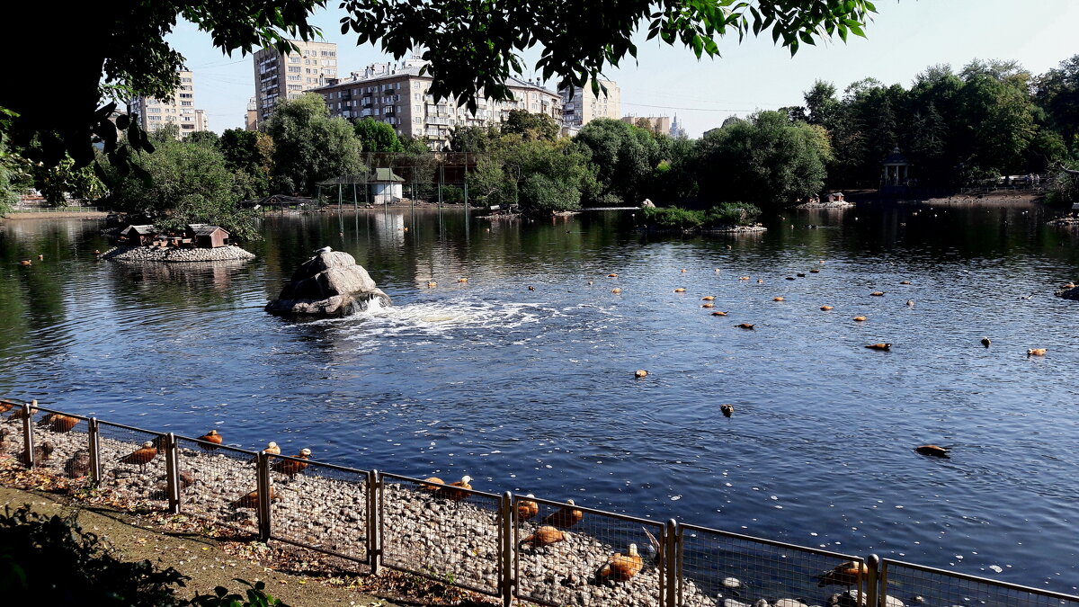 В Московском зоопарке. - веселов михаил 