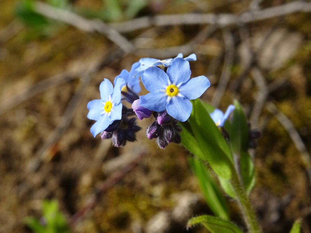 Незабудка (Myosotis) - Денис Бочкарёв