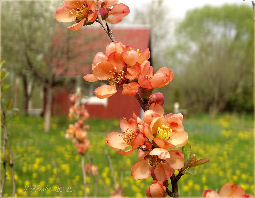 * - Елена Kазак (selena1965)