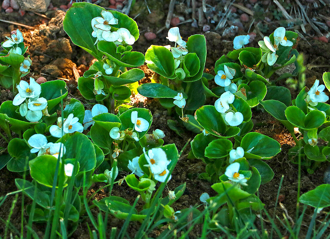 То ли белые фиалки, то ли дикие анютки - Светлана То ли белые фиалки, то ли дикие анютки - Светлана