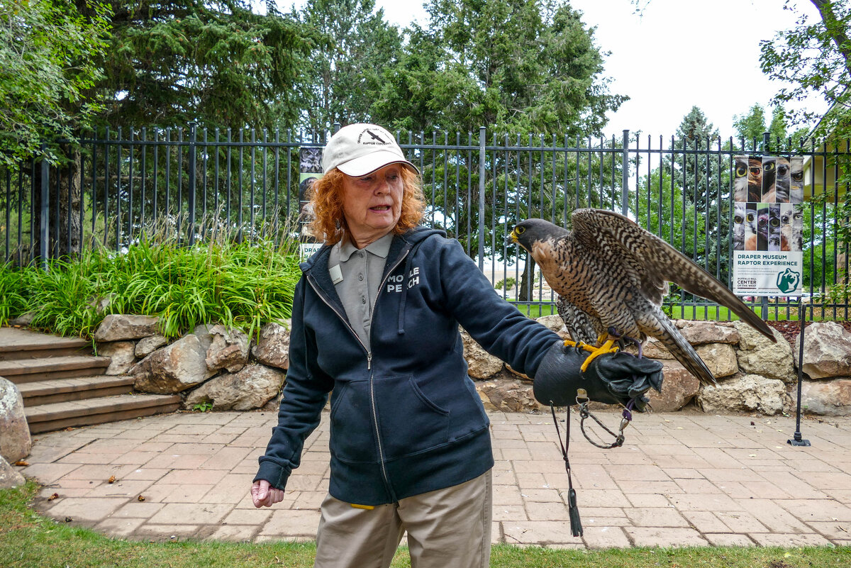 В музее The Draper Museum Raptor Experience, г. Коди, Штат Вайоминг - Юрий Поляков