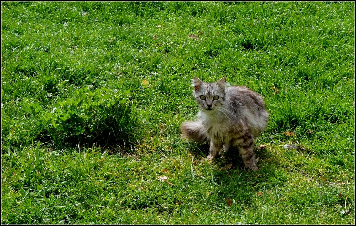 КИСКА НА ПРОГУЛКЕ - Анатолий Восточный