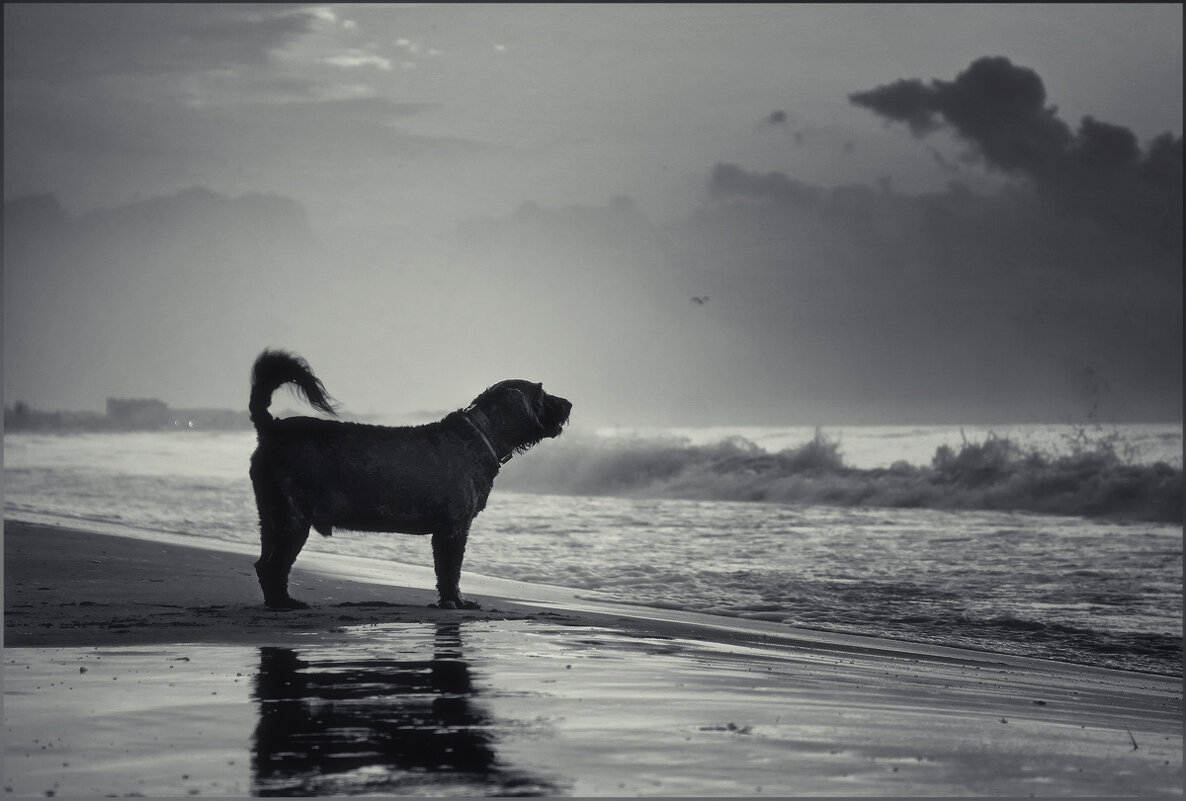 ТРЕВОЖНОЕ ОЖИДАНИЕ ... - OLEG SCH ТРЕВОЖНОЕ ОЖИДАНИЕ ... - OLEG SCH