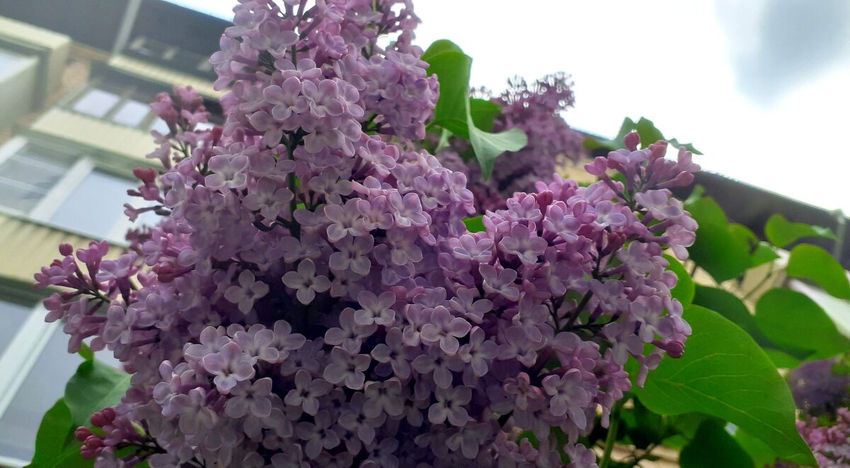 Московская сирень - Елена Московская сирень - Елена