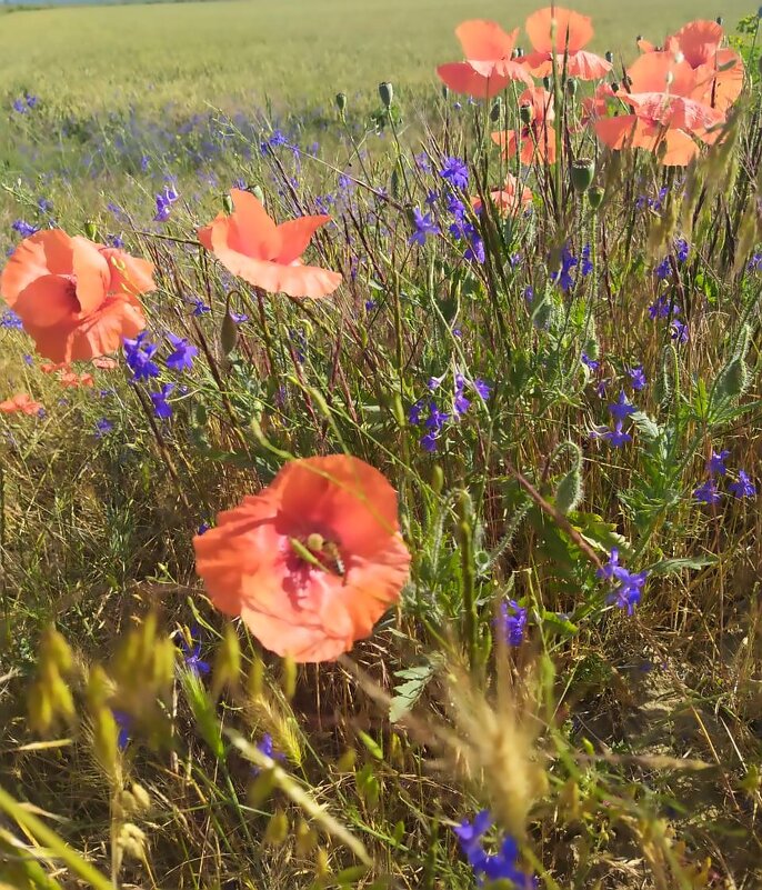 В  ПОЛЕ - Ivana 