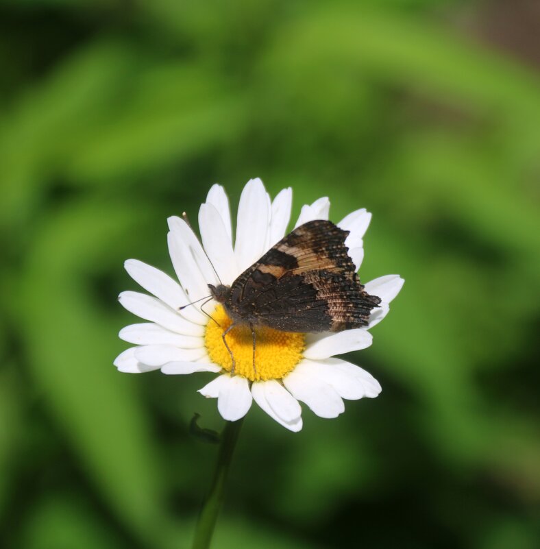 Летнее - владимир тимошенко 