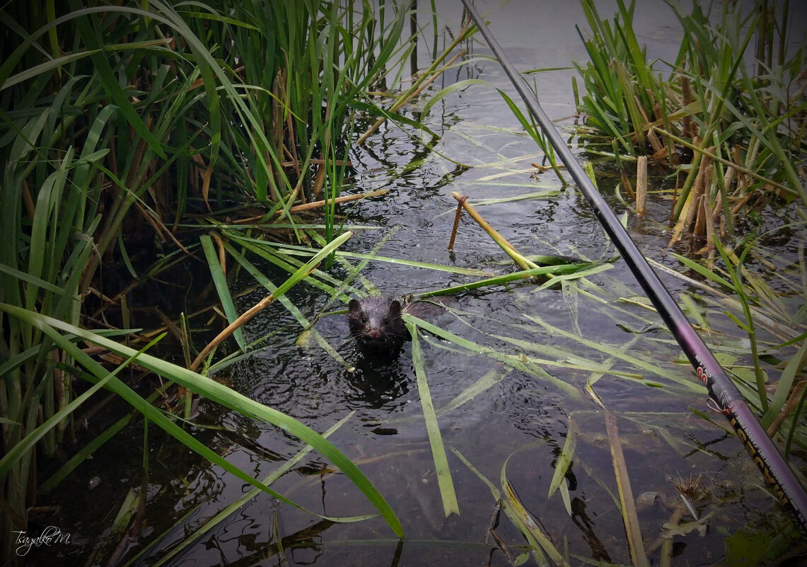 Зверь - Михаил Цегалко