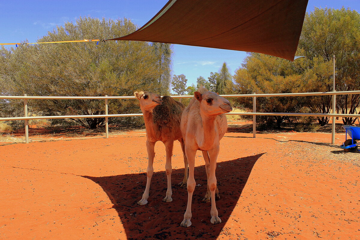 ... - Olga ... - Olga