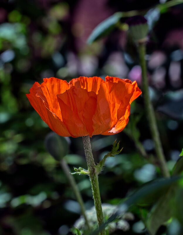 Пламя - gribushko грибушко Николай