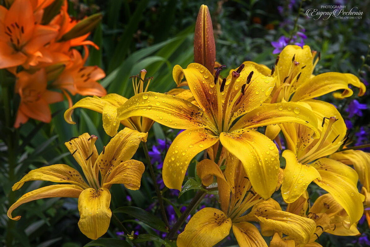 Солнечные цветы - Евгений Печенин