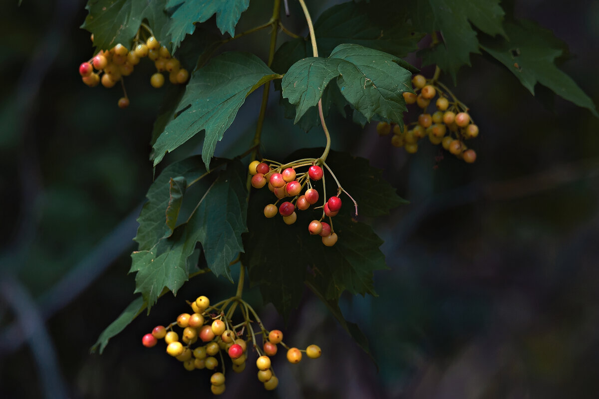 *** - Володька Завитушкин