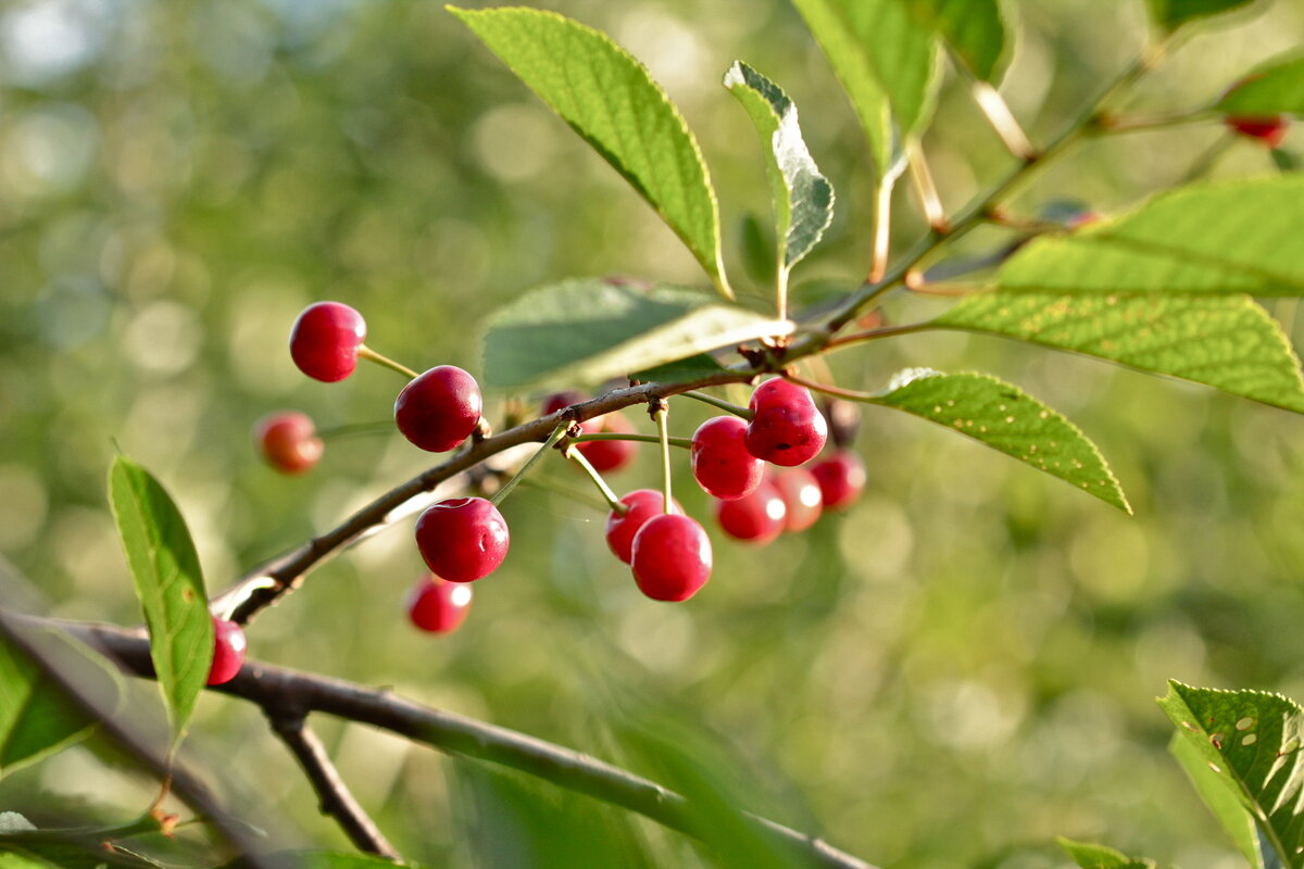 вишня - НАТАЛЬЯ вишня - НАТАЛЬЯ