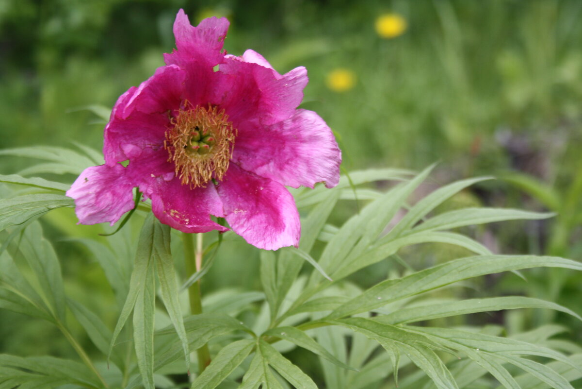 Марьин корень - Ирина Хусточкина