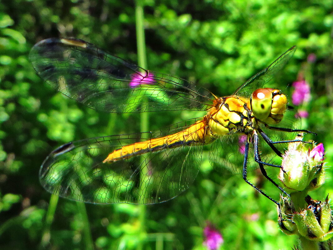 ,Sympetrum vulgatum - Симпетрум обыкновенный - ivan 