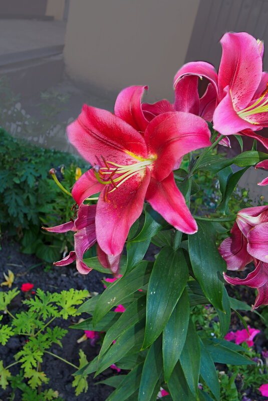 Лилия в июле - Евгений 