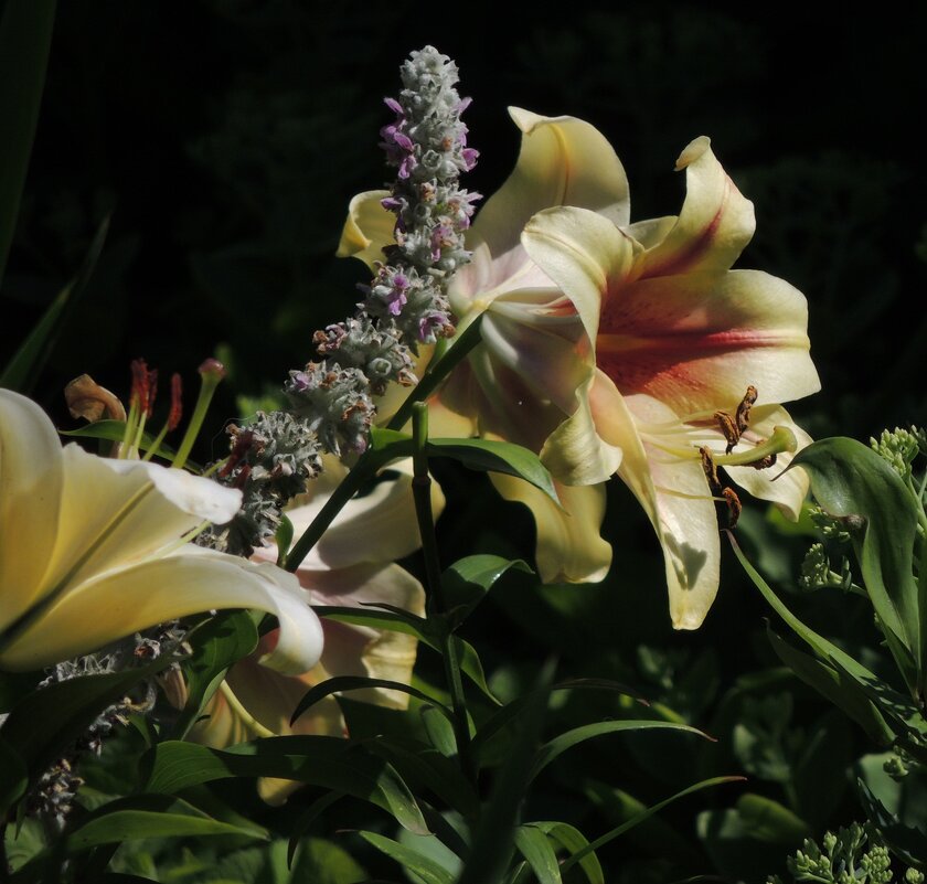 Цветы - Роман Савоцкий Цветы - Роман Савоцкий