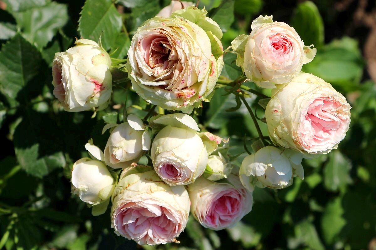 Когда розы цветут букетами - Надежд@ Шавенкова