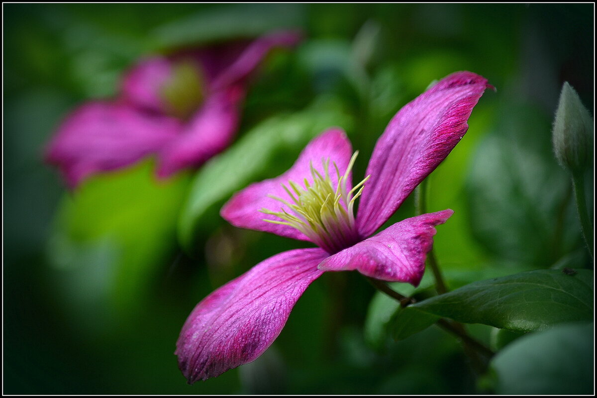 Клематис прекрасен как всегда - Ольга Кирсанова Клематис прекрасен как всегда - Ольга Кирсанова