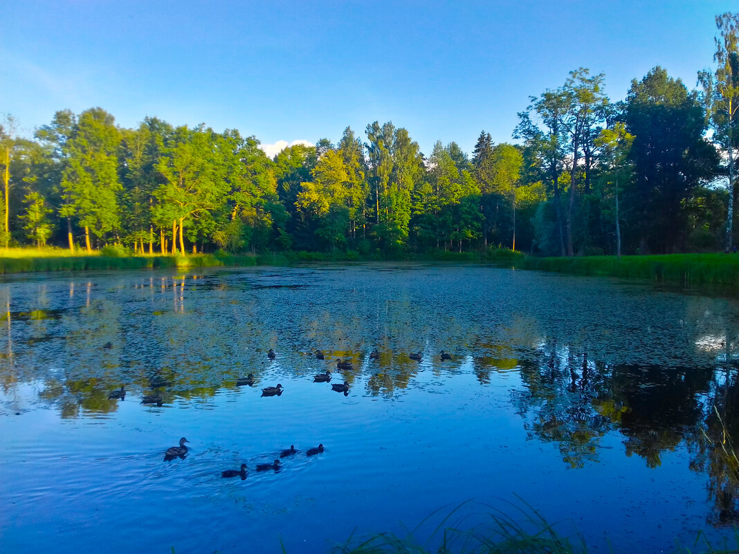 Утки - Сапсан 