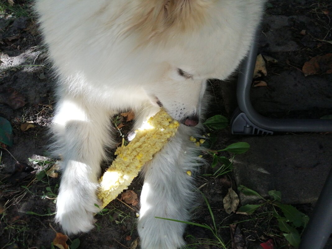 Вкусная кукуруза) - Тамара Бедай Вкусная кукуруза) - Тамара Бедай