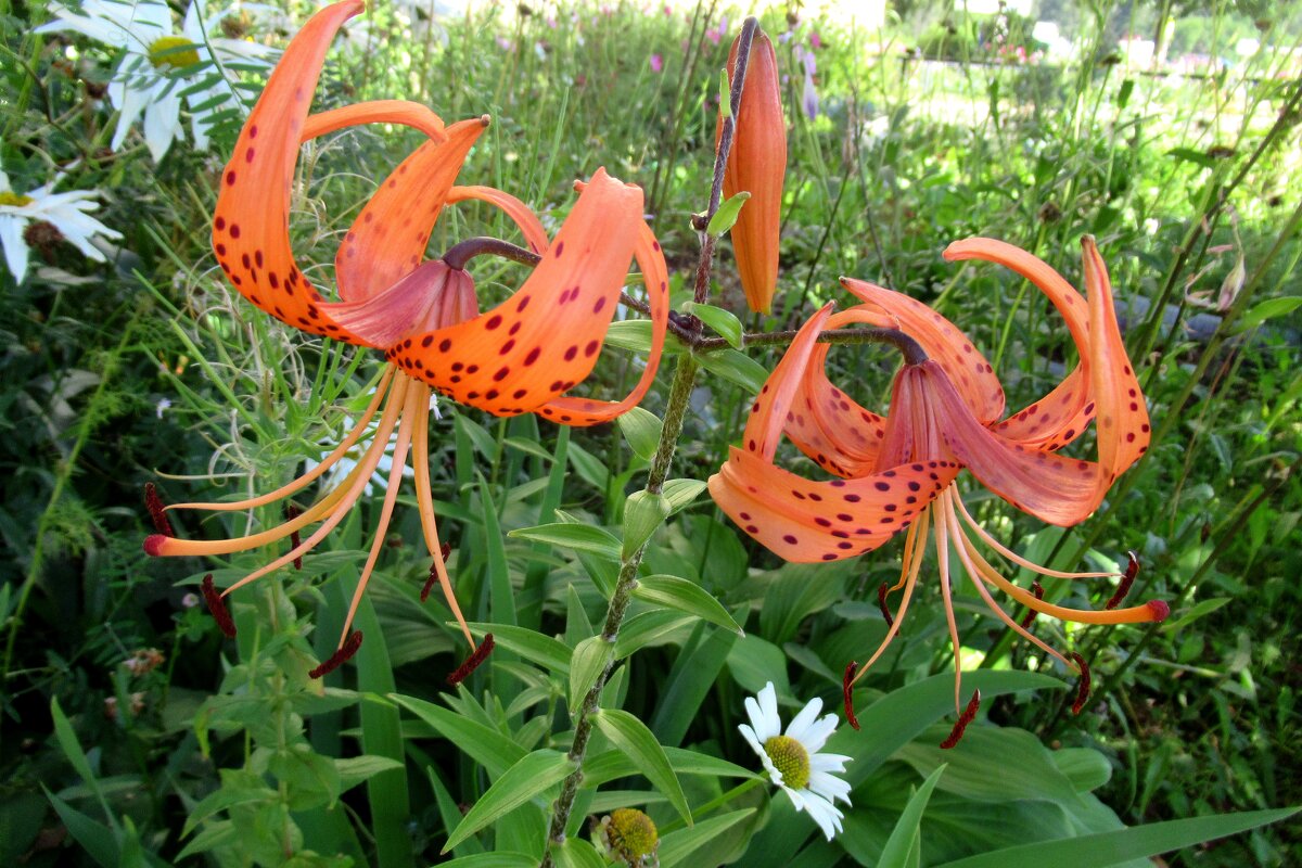 Лилия тигровая - Елена Павлова (Смолова)