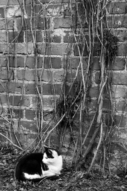 Без названия - Sergei Romeikov