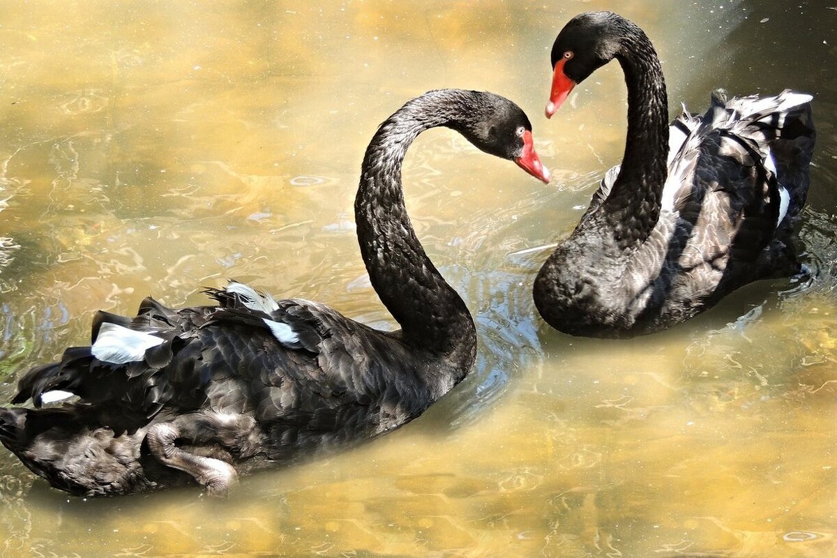 Черные лебеди - Юрий Тихонов