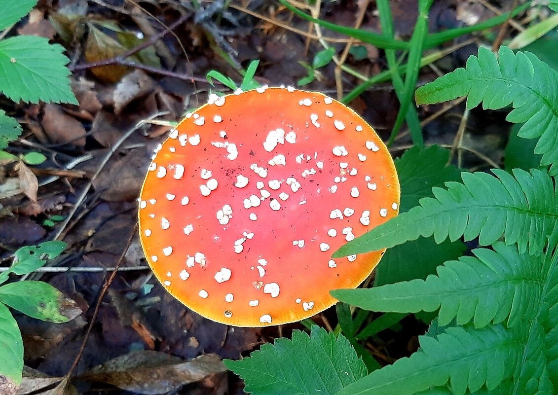 Про мухоморы - Наталья Герасимова