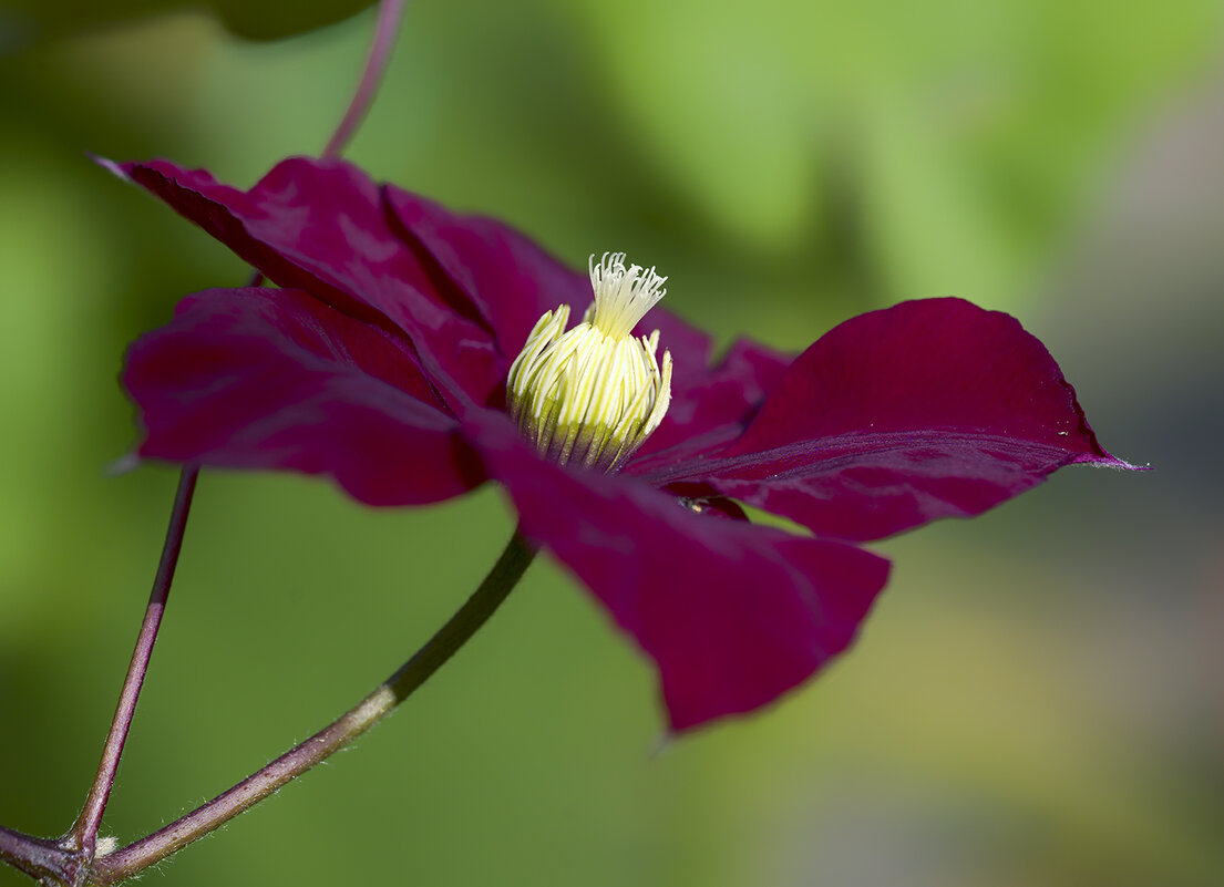 clematis - Zinovi Seniak