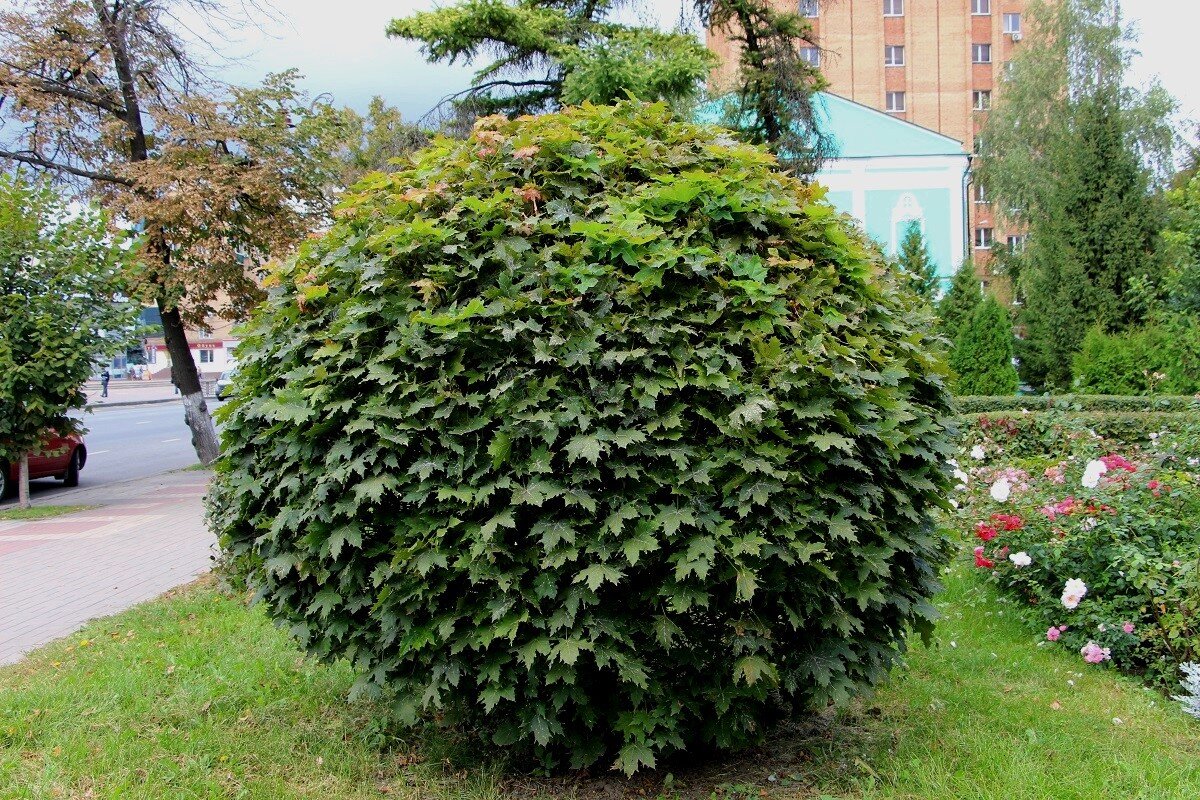 Просто город - Надежд@ Шавенкова