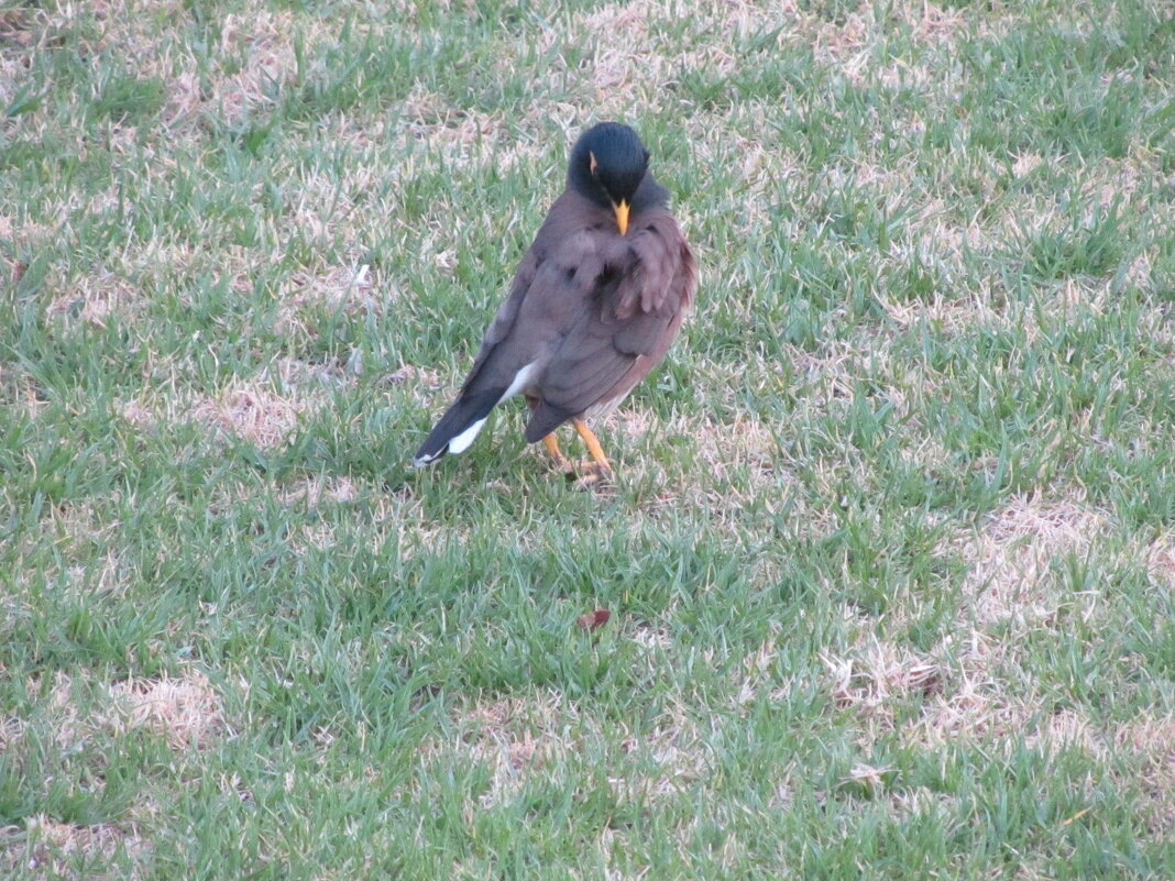 Чистим перышки!!! - Герович Лилия Чистим перышки!!! - Герович Лилия