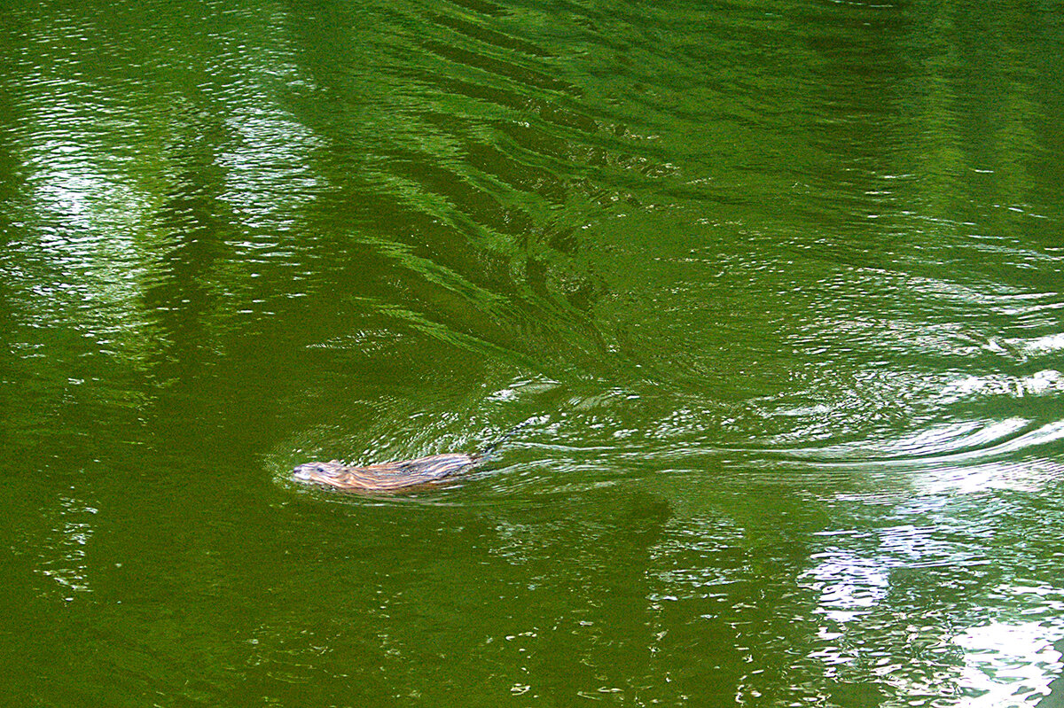 *** - Canon PowerShot SX510 HS