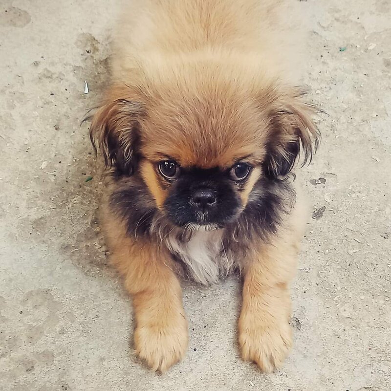 Ричард. - Ольга Голубева