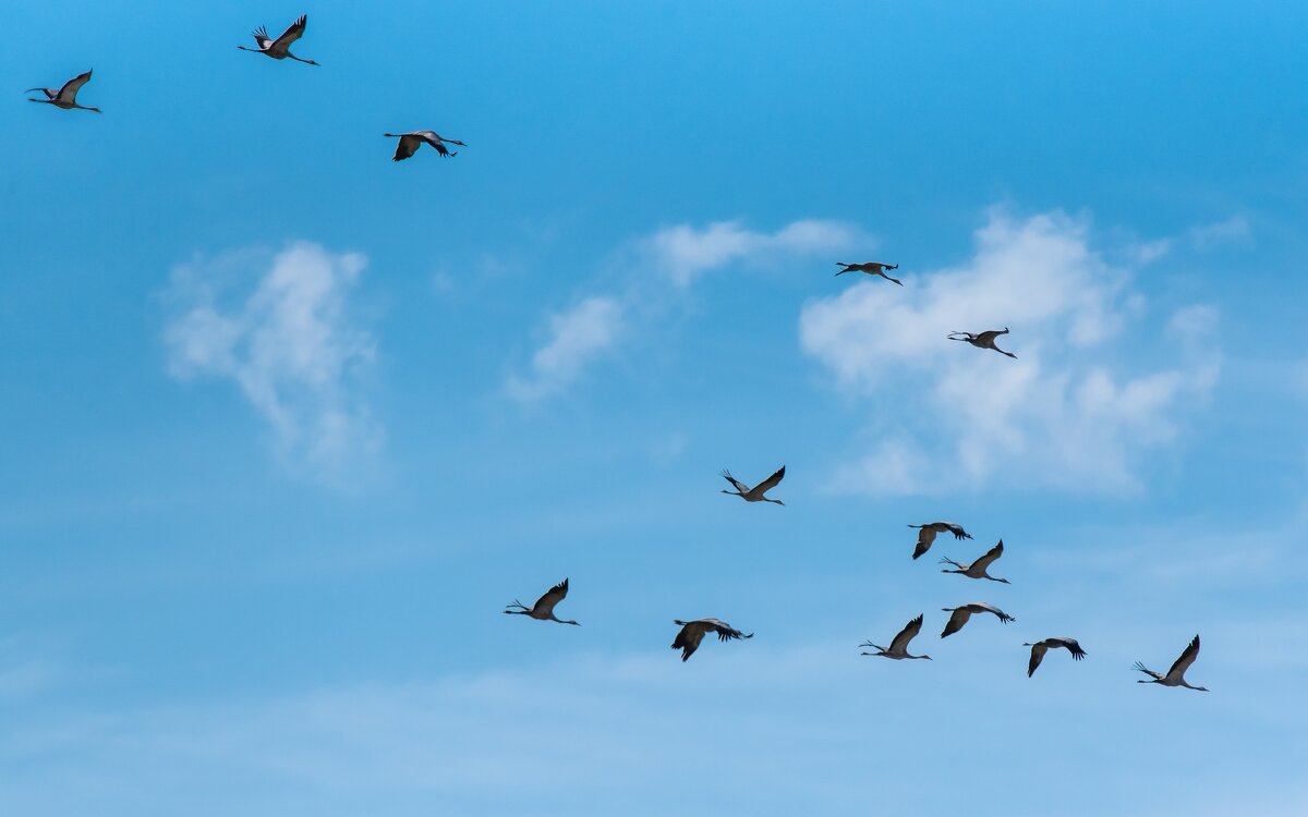 Пролёт серого журавля. - Виктор Евстратов Пролёт серого журавля. - Виктор Евстратов